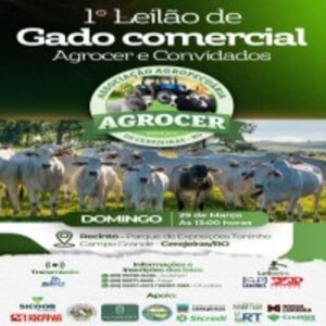 1º Leilão de Gado Comercial Agrocer e Convidados