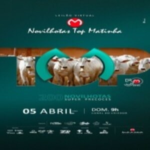 Leilão Virtual Novilhotas Top Matinha