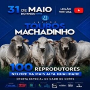 Leilão Virtual Touros Machadinho