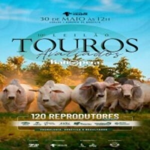10º Leilão Virtual Touros Avaliados Katispera