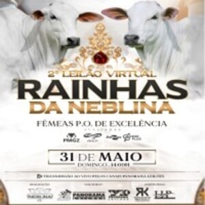 2º Leilão Virtual Rainhas da Neblina