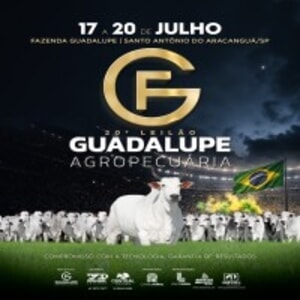 20° Leilão Guadalupe Agropecuária - Fêmeas