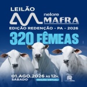 Leilão Nelore Mafra Edição Redenção/PA 2026 - 320 Fêmeas