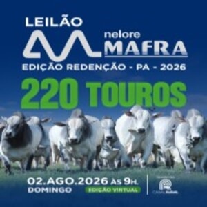 Leilão Nelore Mafra Edição Redenção/PA 2026 - 220 Touros