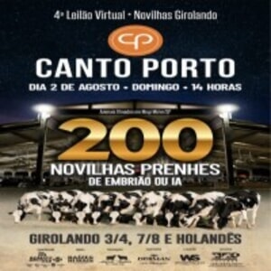 4º Leilão Virtual Novilhas Girolando Canto Porto