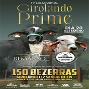 11º Leilão Virtual Girolando Prime