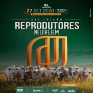 12º Leilão Reprodutores Nelore JEM
