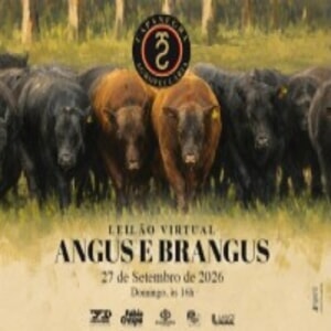 Leilão Virtual Angus e Brangus Capanegra Agropecuária