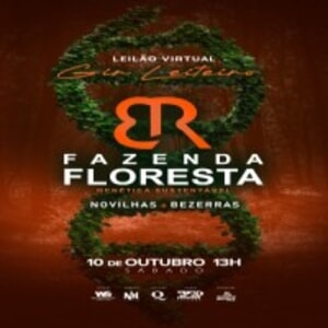 Leilão Virtual Gir Leiteiro Fazenda Floresta