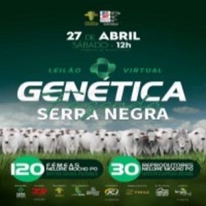 Leilão Virtual Genética Fazenda Serra Negra - Nelore Mocho