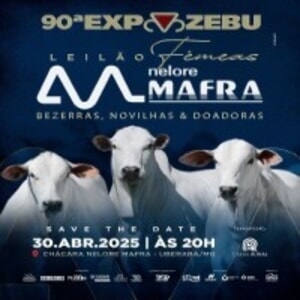 Leilão Fêmeas Nelore Mafra - Expozebu 2025